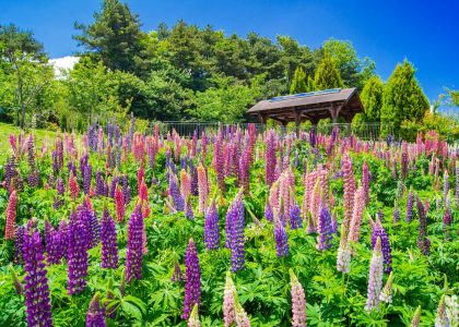 國內外旅遊、機票、訂房，跟著翔翼旅遊，翼起遨遊！