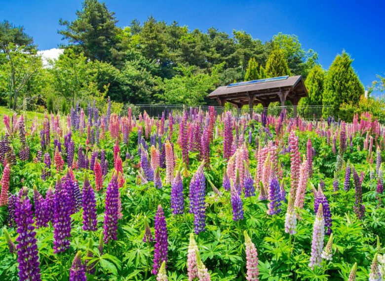 國內外旅遊、機票、訂房，跟著翔翼旅遊，翼起遨遊！