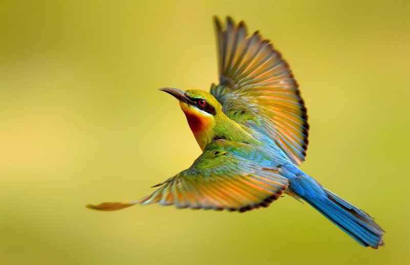 Blue-tailed bee-eater-栗喉蜂虎 (2)