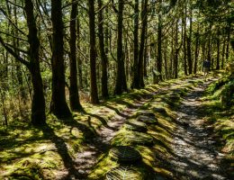 國內外旅遊、機票、交通、住宿幫您辦到好!