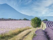 國內外旅遊、機票、交通、住宿幫您辦到好!